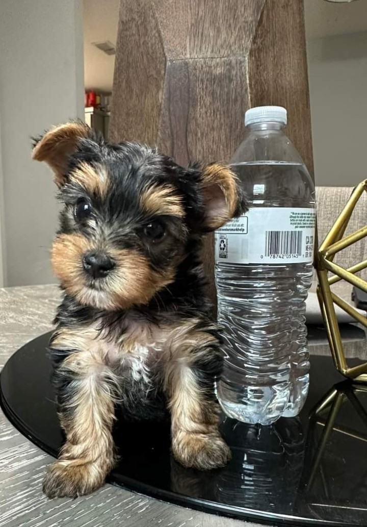 Healthy Teacup Yorkie puppies Ready 